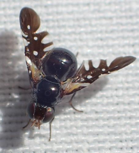 Réf. 308 342 : Oxyaciura tibialis